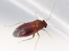Slaterocoris