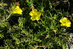 Fumana procumbens