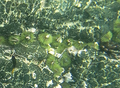 Lytechinus semituberculatus