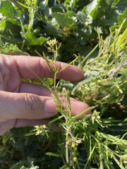 Tropidocarpum gracile