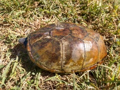 Kinosternon herrerai