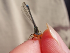 Enallagma antennatum