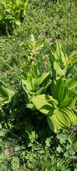 Veratrum album