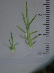 Tropidocarpum gracile