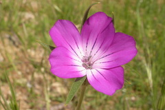Agrostemma githago