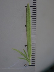 Tropidocarpum gracile