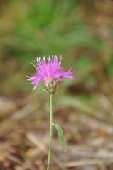Centaurea deusta