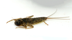 Rhithrogena germanica