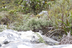 Indigofera candolleana