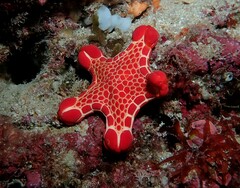 Pentagonaster duebeni