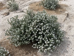 Johnstonella