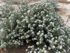 Johnstonella
