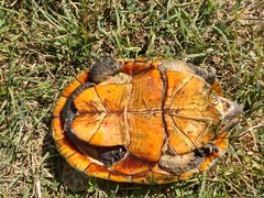 Kinosternon herrerai