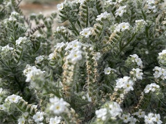 Johnstonella