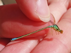 Enallagma antennatum