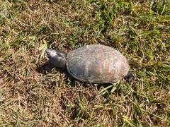 Kinosternon herrerai