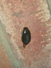 Onychohydrus scutellaris