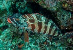 Goniistius rubrolabiatus