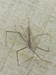 Deinopis
