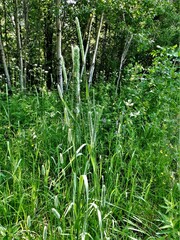 Phleum pratense pratense