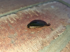 Onychohydrus scutellaris