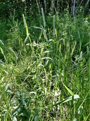 Phleum pratense pratense