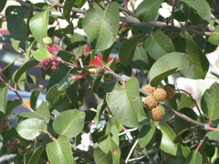 Rhus ovata
