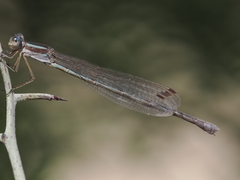 Lestes alacer