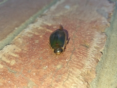 Onychohydrus scutellaris