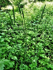 Phleum pratense pratense