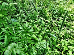 Phleum pratense pratense