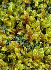 Hypnum cupressiforme lacunosum