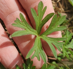 Geranium dissectum