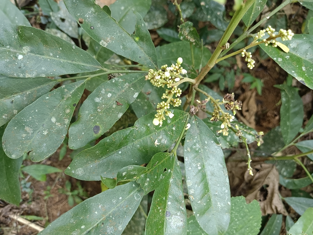 Cơm rượu – Glycosmis pentaphylla