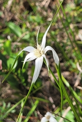 Rhynchospora colorata