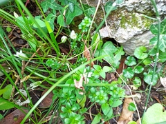 Ornithogalum umbellatum