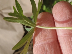 Geranium dissectum