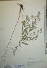 Symphyotrichum sericeum