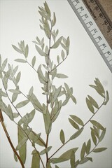 Symphyotrichum sericeum