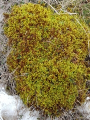 Hypnum cupressiforme lacunosum