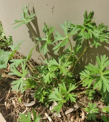Geranium dissectum