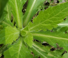 Erigeron philadelphicus