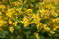 Melissodes druriellus