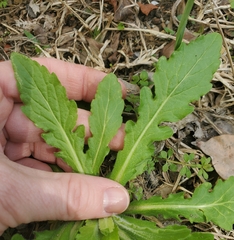 Erigeron philadelphicus