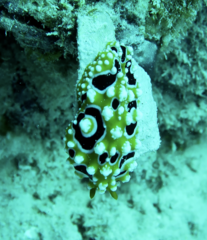 Phyllidia ocellata
