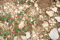 Euphorbia chamaesyce