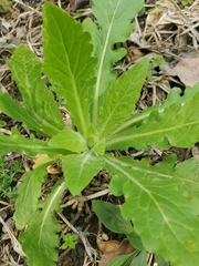 Erigeron philadelphicus