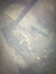 Lissotriton