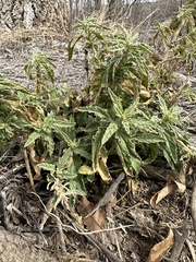 Sphaeralcea angustifolia