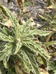 Sphaeralcea angustifolia